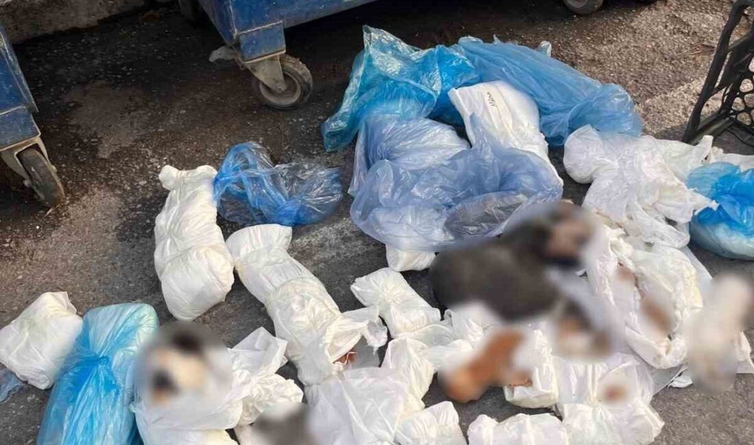 İzmir’in Buca ilçesinde, bir çöp konteynerinde poşetler içerisinde 33 ölü