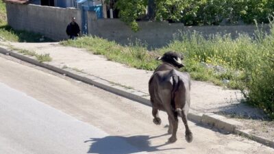 Çorum’da yaşanan olayda, sahibinin kaçan kurbanlığıyla başı derde giren bir
