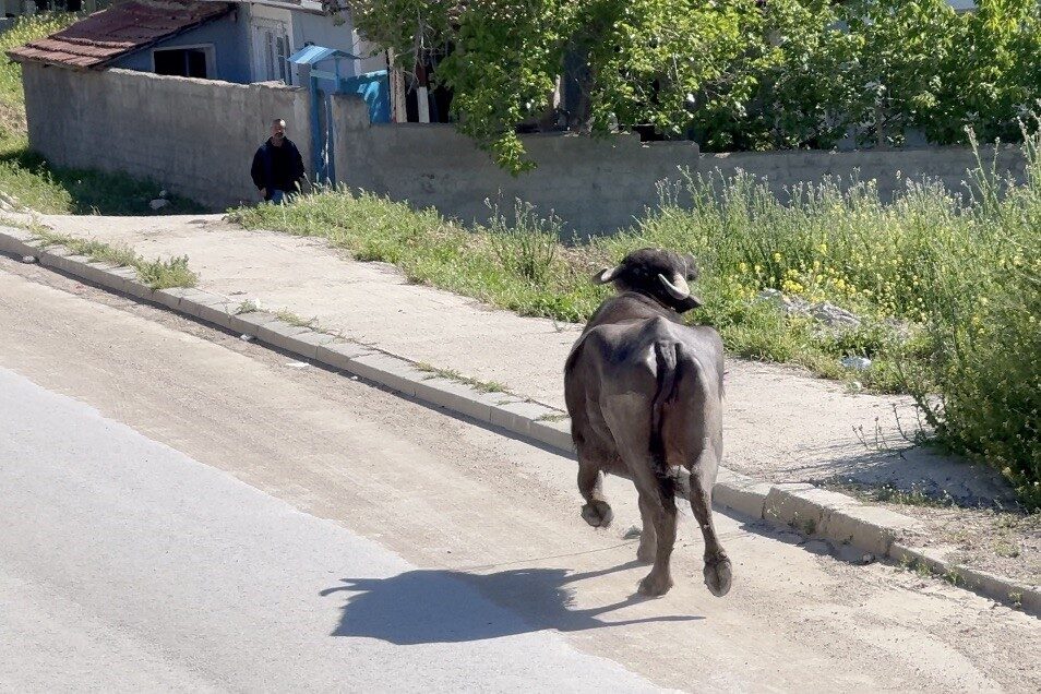 Çorum’da yaşanan olayda, sahibinin kaçan kurbanlığıyla başı derde giren bir