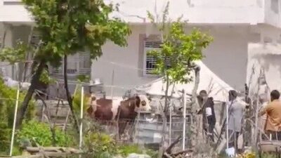 Adıyaman’da, sahibinden kaçan büyükbaş kurbanlık, Bahçecik Mahallesi’nde yaşanan olayla dikkat