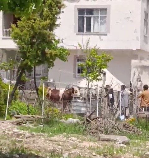Adıyaman’da, sahibinden kaçan büyükbaş kurbanlık, Bahçecik Mahallesi’nde yaşanan olayla dikkat