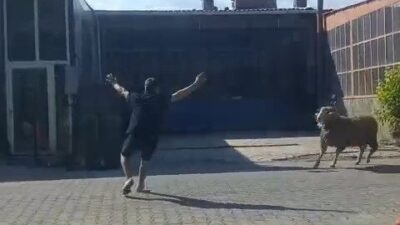 Gelibolu’nun Çanakkale ilçesinde bir kurbanlık koç kaçtı ve Sanayi Sitesi’nde