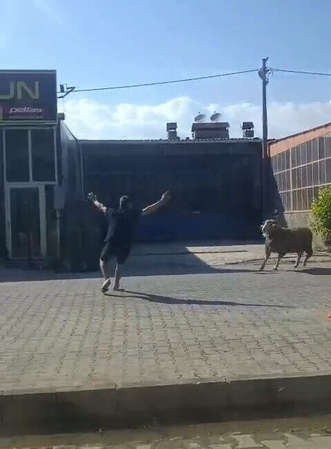 Gelibolu’nun Çanakkale ilçesinde bir kurbanlık koç kaçtı ve Sanayi Sitesi’nde