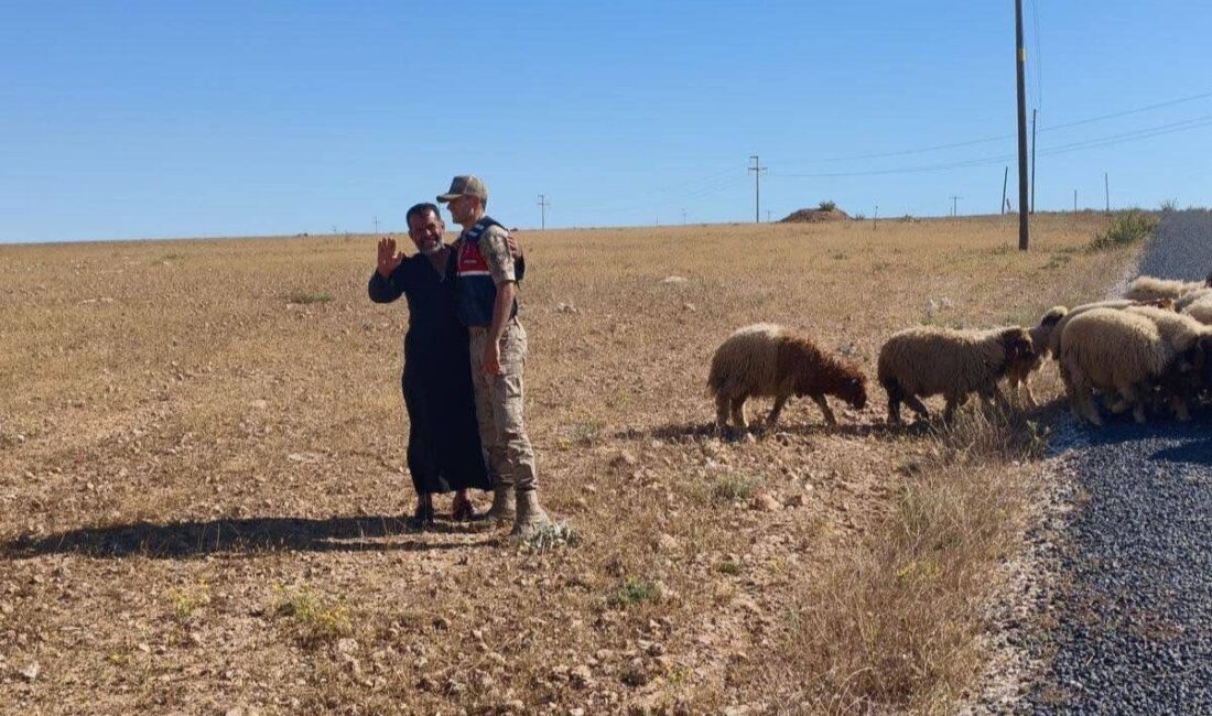 Şanlıurfa’nın Harran ilçesi kırsalında kaybolan 17 adet küçükbaş hayvan, jandarma