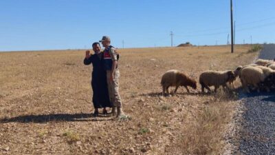 Şanlıurfa’nın Harran ilçesi kırsalında kaybolan 17 adet küçükbaş hayvan, jandarma