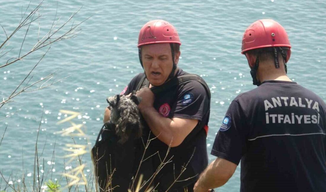Antalya’nın Muratpaşa ilçesinde, sahibi ile birlikte Falez Parkı’nda gezintiye çıkan