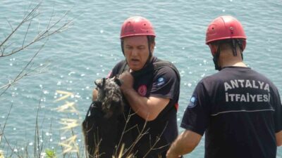 Antalya’nın Muratpaşa ilçesinde, sahibi ile birlikte Falez Parkı’nda gezintiye çıkan