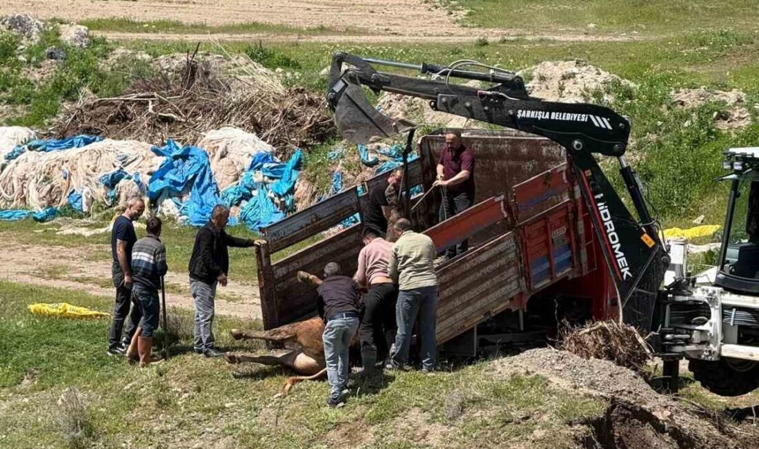 Divriği ilçesinde, kesime 4 gün kala kaçan kurbanlık tosun büyük