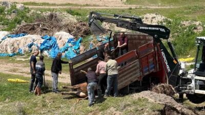 Divriği ilçesinde, kesime 4 gün kala kaçan kurbanlık tosun büyük