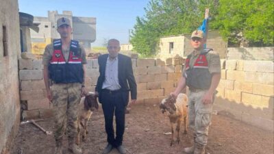 Kilis’in Elbeyli ilçesine bağlı Kalbursait Köyü’nde kaybolan 2 koyun, jandarma