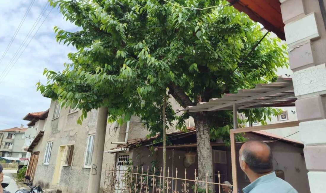 Çorum’un Osmancık ilçesinde, kiraz toplamak için çıktığı ağaçtan düşen 72