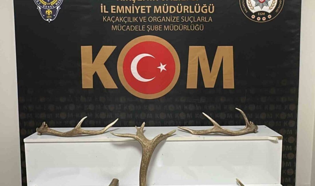 Kırşehir’de bir iş yerinde gerçekleştirilen aramada 7 adet kızıl geyik