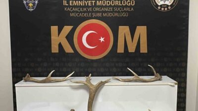 Kırşehir’de bir iş yerinde gerçekleştirilen aramada 7 adet kızıl geyik