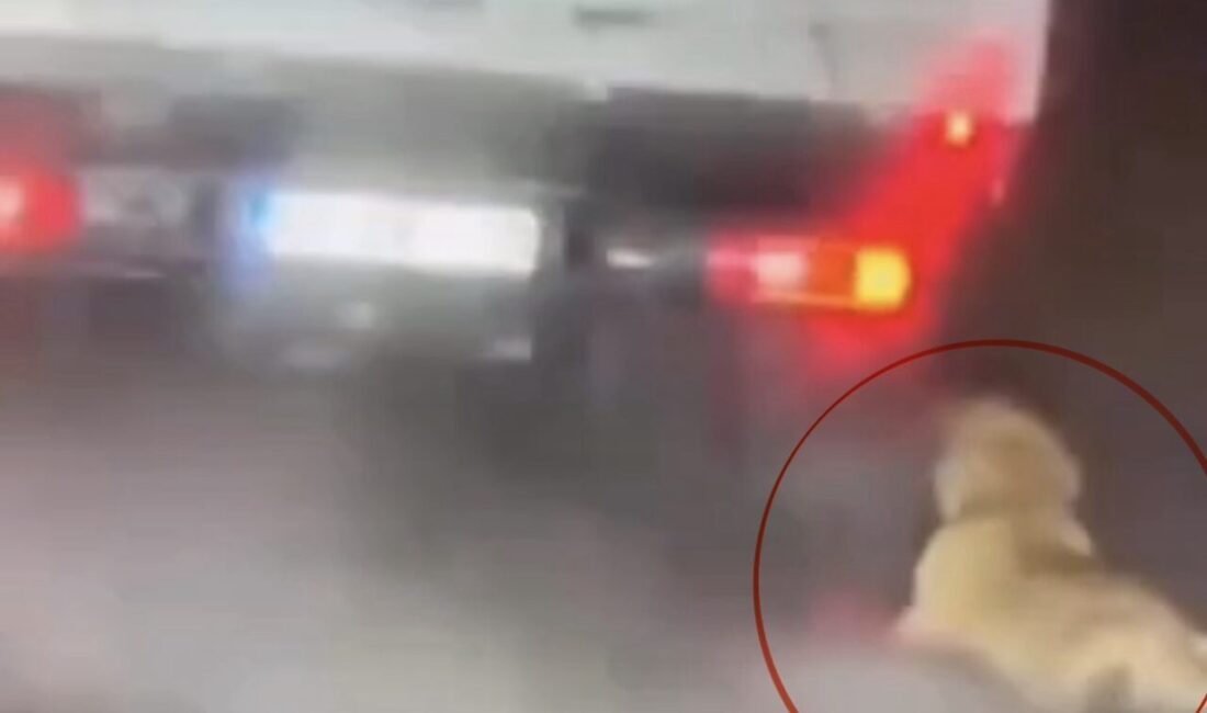 Samsun’da, bir köpeğin kamyonetin arkasında sürüklendiğinin sosyal medyada paylaşılmasının ardından