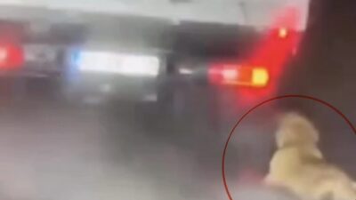 Samsun’da, bir köpeğin kamyonetin arkasında sürüklendiğinin sosyal medyada paylaşılmasının ardından