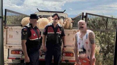 Didim ilçesi, Aydın’da Kurban Bayramı öncesi çalınan 13 küçükbaş hayvan,