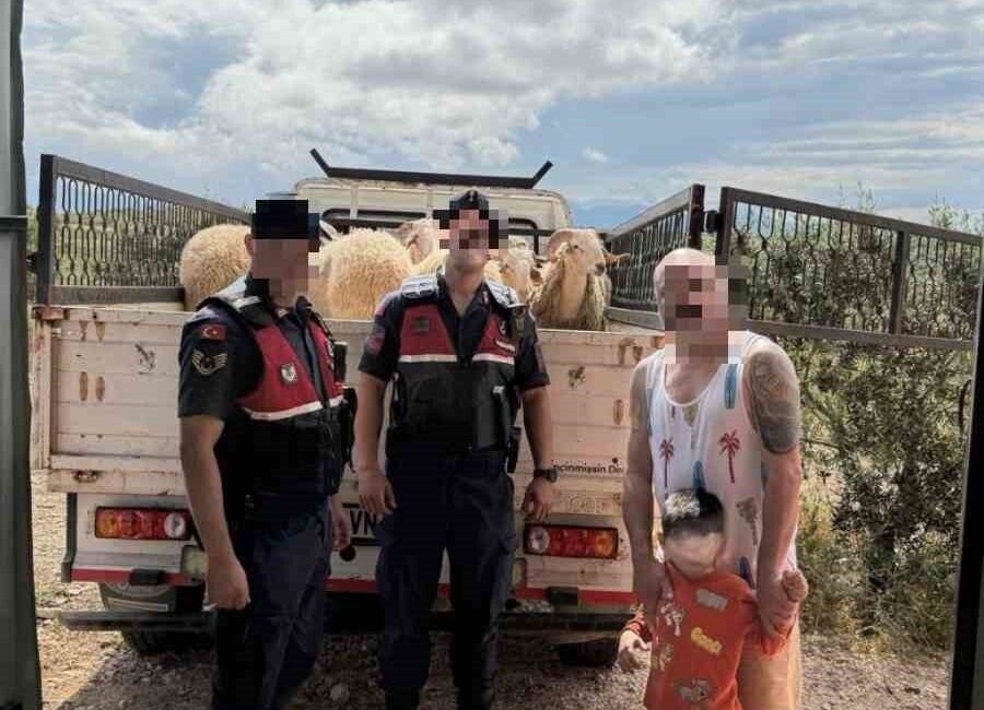 Didim ilçesi, Aydın’da Kurban Bayramı öncesi çalınan 13 küçükbaş hayvan,