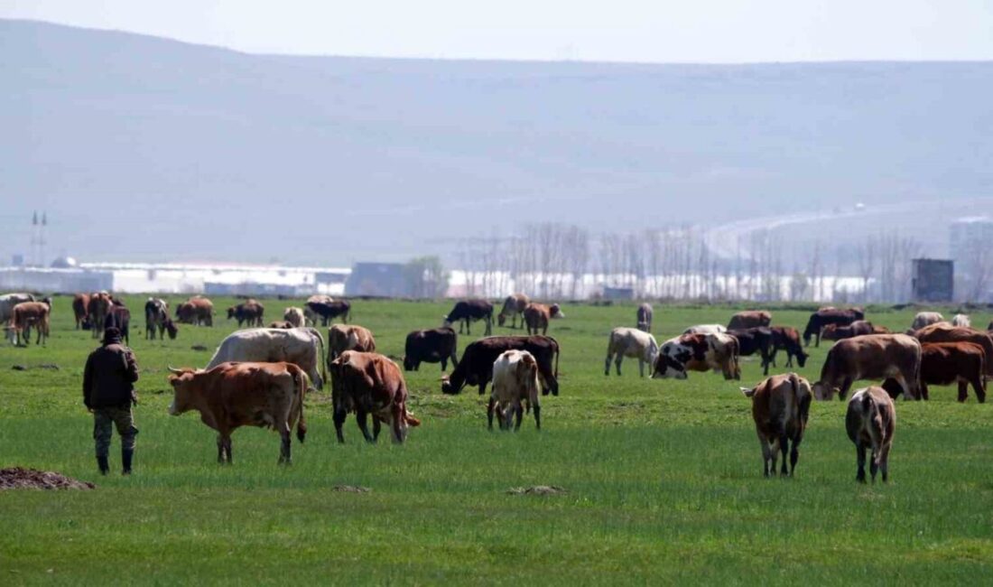 Yaklaşmakta olan Kurban Bayramı öncesi, dolandırıcılar artık vatandaşları dijital platformlarda