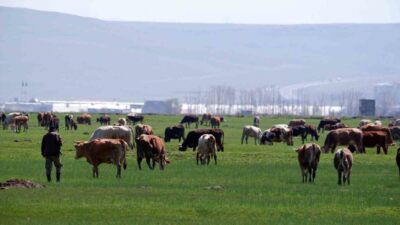 Yaklaşmakta olan Kurban Bayramı öncesi, dolandırıcılar artık vatandaşları dijital platformlarda