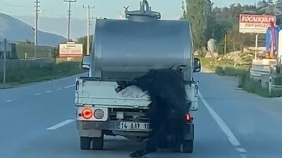 Bolu’da yaşanan olayda, bir sürücü kurbanlık hayvanı bacaklarından bağlayarak süt