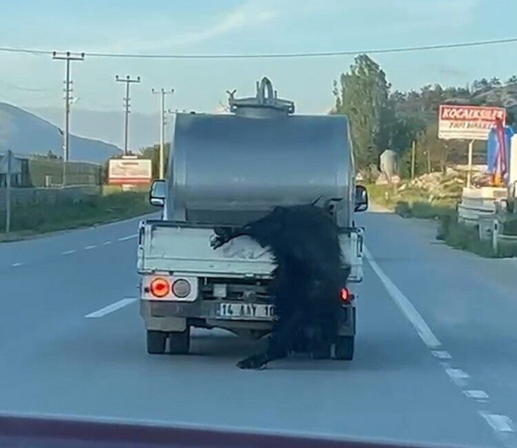 Bolu’da bir kurbanlık hayvanın bacaklarından bağlanarak hareket halindeki bir süt