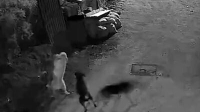 Kastamonu’nun Bozkurt ilçesindeki bir köye giren kurtlar, bir köpeği boğarak