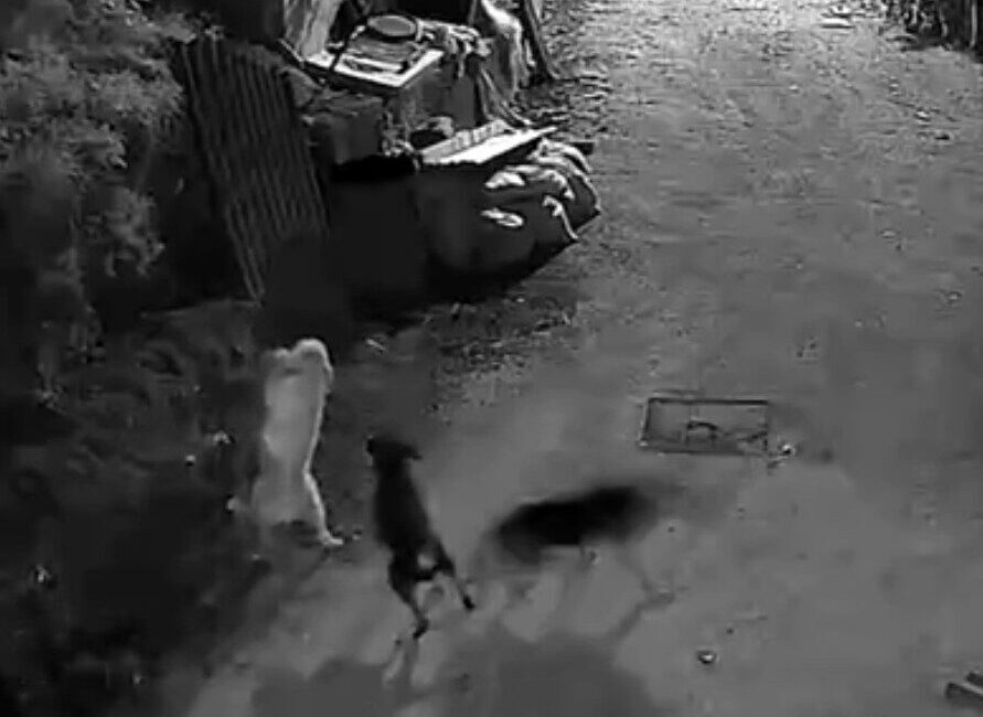 Kastamonu’nun Bozkurt ilçesindeki bir köye giren kurtlar, bir köpeği boğarak