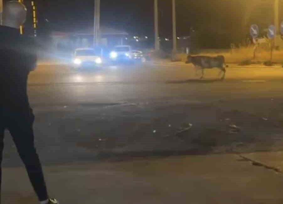 Nusaybin ilçesinde kaçan bir kurbanlık inek, kısa bir süreliğine panik