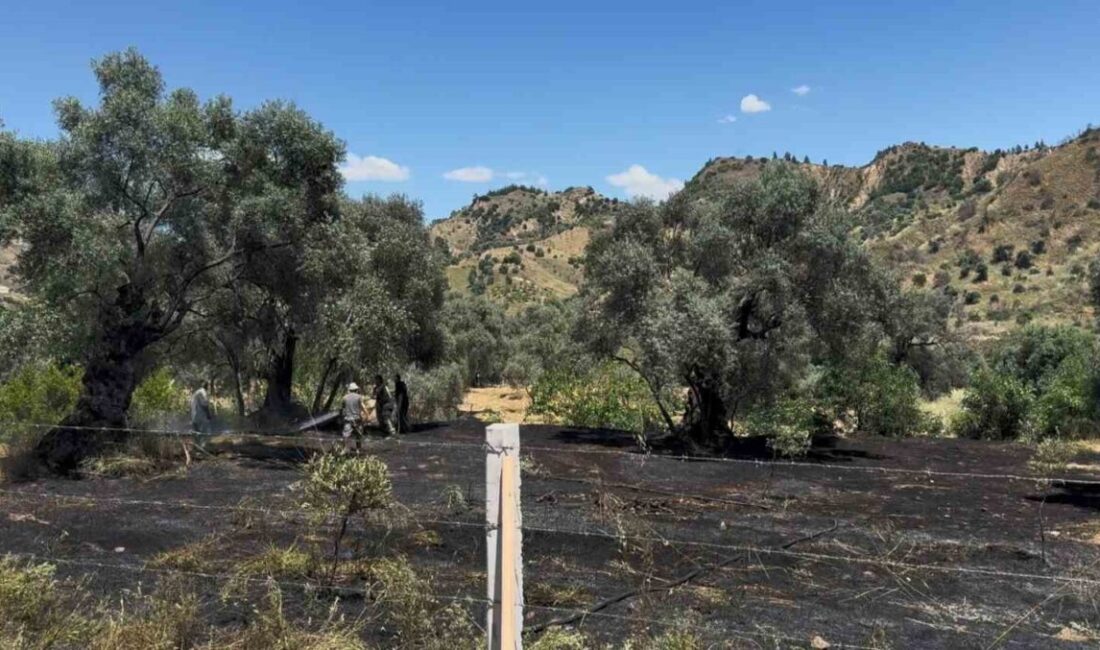 Nazilli’de bulunan Pınarbaşı Mahallesi’nde bir zeytinlik alanda yangın çıktı ancak