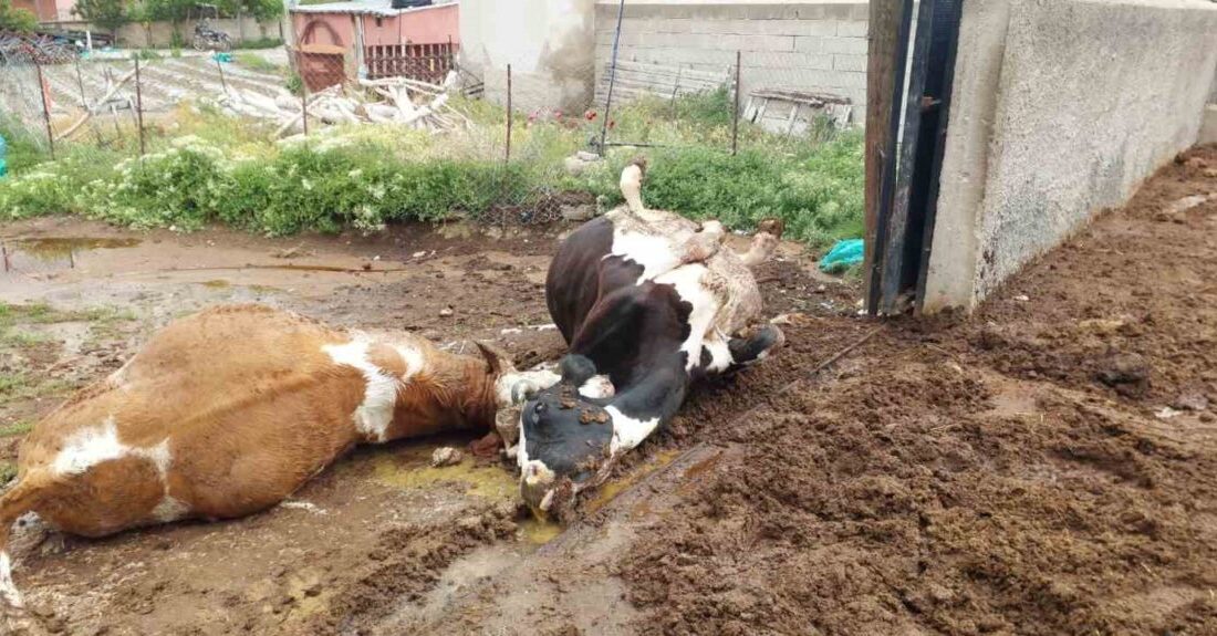 Niğde’nin Ulukışla ilçesinde yaşanan bir olayda, Hüsniye köyünde bulunan Aşır