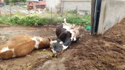 Niğde’nin Ulukışla ilçesinde yaşanan bir olayda, Hüsniye köyünde bulunan Aşır