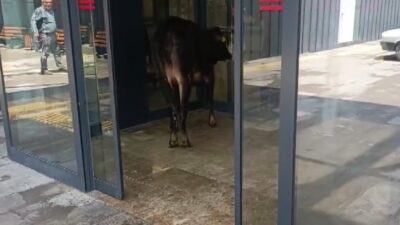 Gaziantep’in Nizip ilçesinde bir hayvan pazarından kaçan kurbanlık dana, acil