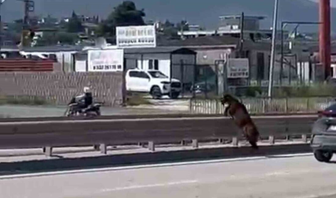 Hatay’da bir keçi, sahibinden kaçarak karayoluna çıktıktan sonra orta refüjden