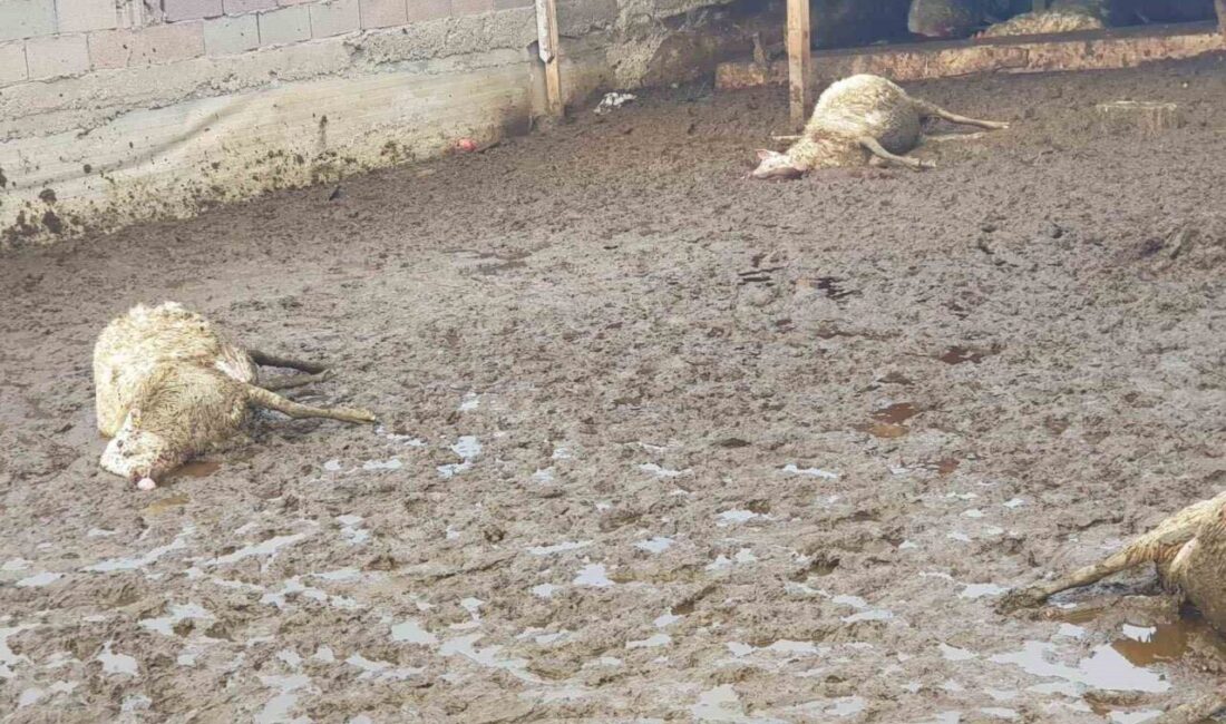 Ankara’nın Polatlı ilçesine bağlı Yıldızlı Cumhuriyet Mahallesi’nde meydana gelen olayda,