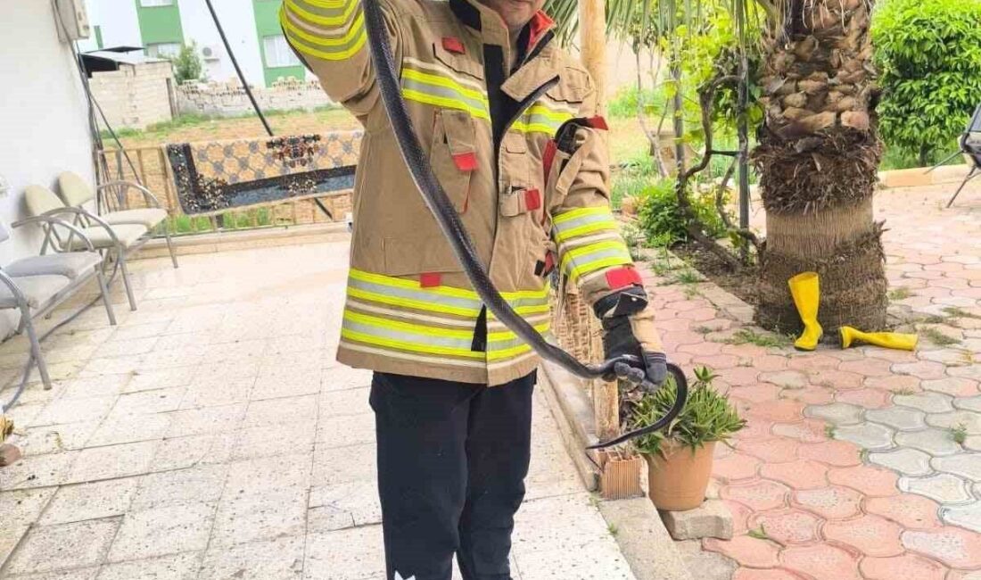 Hatay’da, evlerde sıklıkla rastlanan yılanlarla ilgili bir olay meydana geldi.