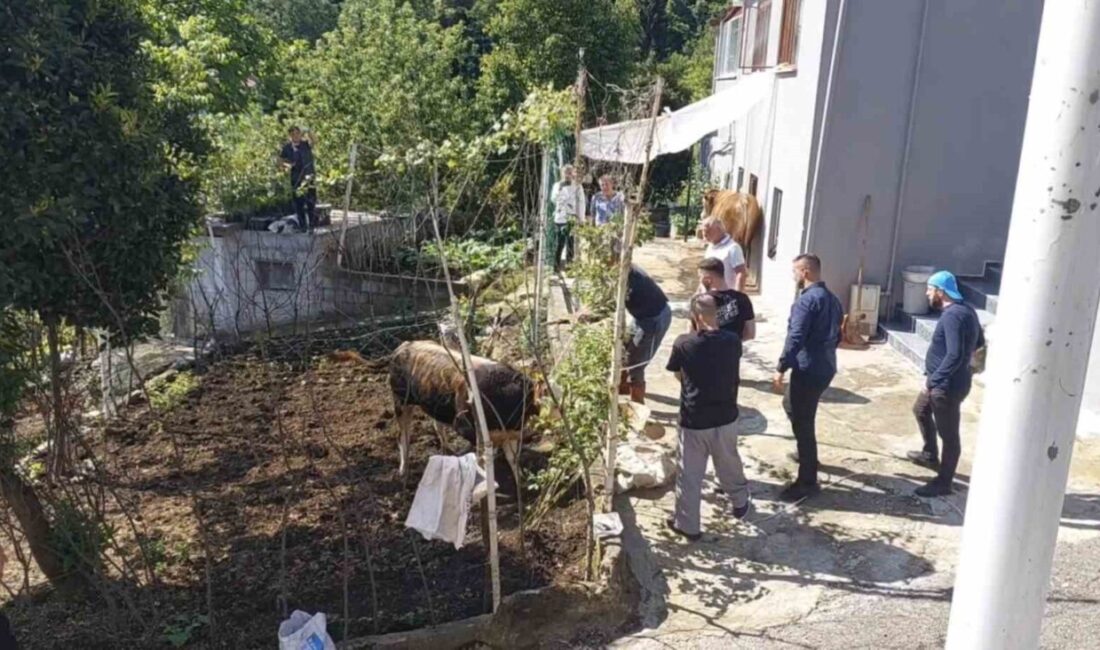 Rize ilinde, sahiplerinin elinden kaçarak ahırdan kaçan kurbanlık boğa, belediye