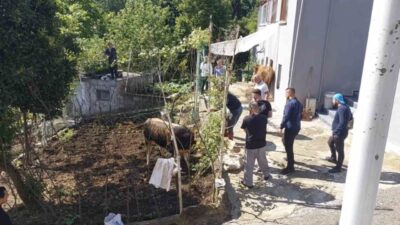 Rize ilinde, sahiplerinin elinden kaçarak ahırdan kaçan kurbanlık boğa, belediye