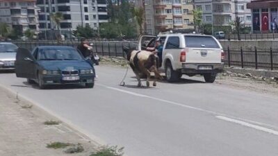 Kastamonu’nun İnebolu ilçesindeki kurban pazarında kaçan bir dana, uzun süren