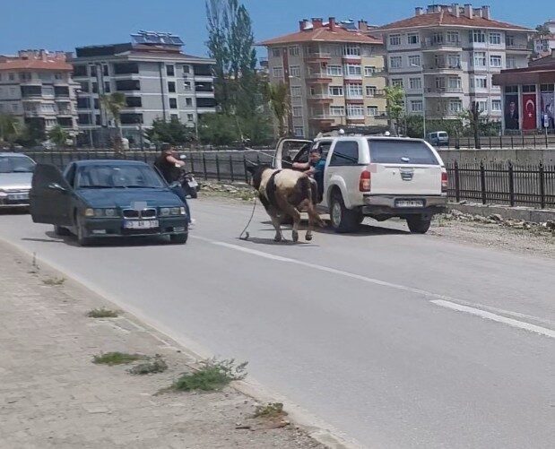 Kastamonu’nun İnebolu ilçesindeki kurban pazarında kaçan bir dana, uzun süren