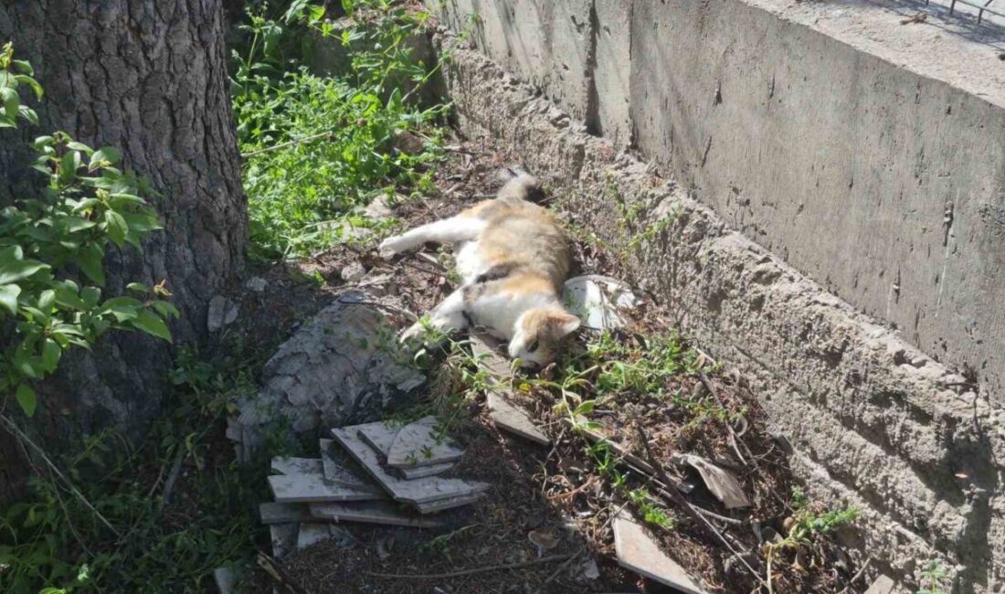 Eskişehir’in Gökmeydan Mahallesi’nde son bir hafta içinde birçok kedinin zehirlenerek