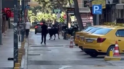 Bornova ilçesinde sahibinden kaçan kurbanlık dana, vatandaşlara korku dolu anlar