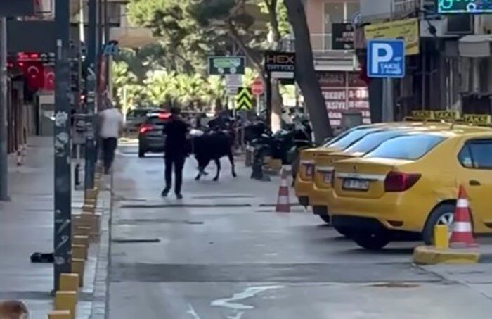 Bornova ilçesinde sahibinden kaçan kurbanlık dana, vatandaşlara korku dolu anlar