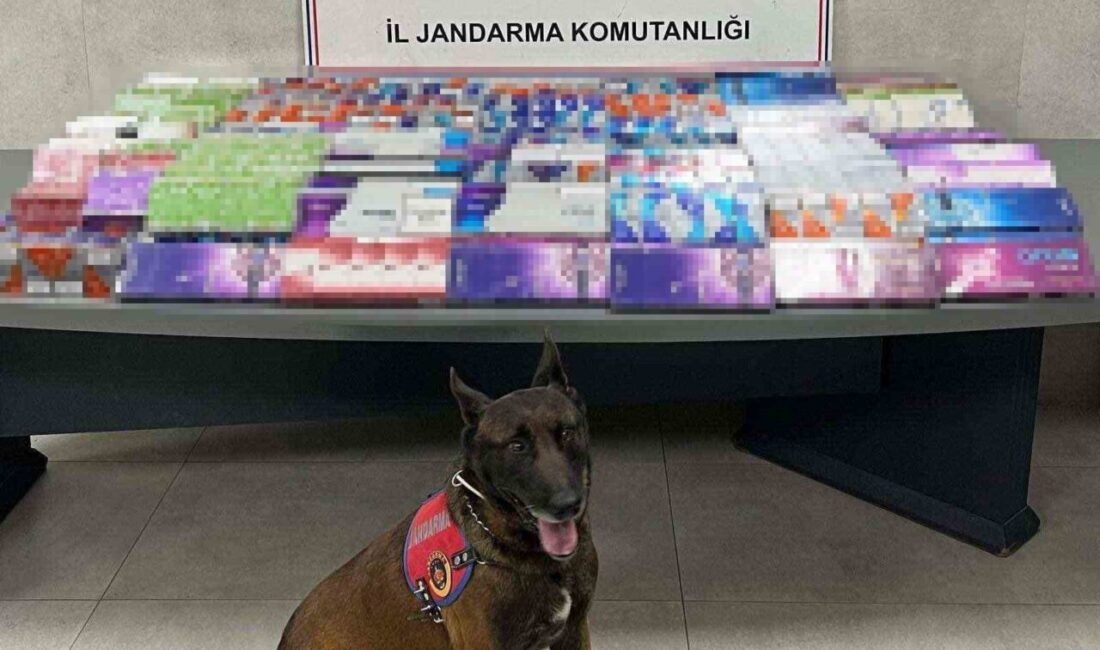 Sakarya’da jandarma birimleri, kaçakçılık suçlarıyla mücadele kapsamında gerçekleştirilen eş zamanlı