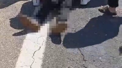 Şanlıurfa’nın Birecik ilçesinde meydana gelen trafik kazasında, kurbanlık koyun taşıyan
