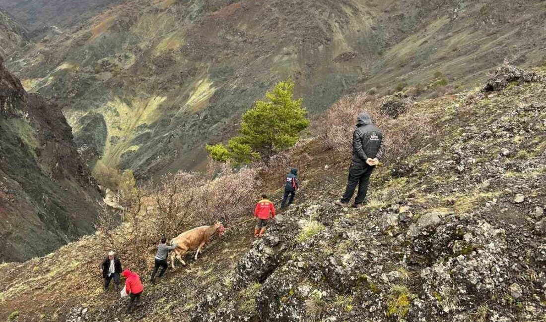 Sivas’ta bir inek, dağlık arazide mahsur kaldıktan sonra AFAD ekipleri