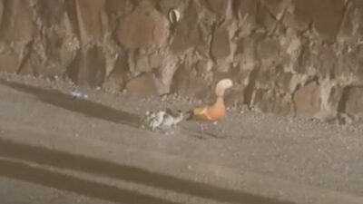 Çankırı ilinde meydana gelen şiddetli sel felaketi sonrasında etkilenen ördek