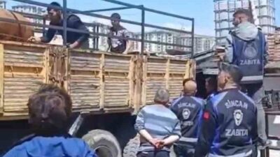 Sincan Belediyesi, Saraycık Mahallesi’nde kaçak ve ruhsatsız ahırlara yönelik gerçekleştirdiği
