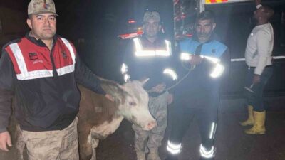 Şanlıurfa’nın Siverek ilçesinde E.İ. isimli bir vatandaşa ait büyükbaş hayvanın