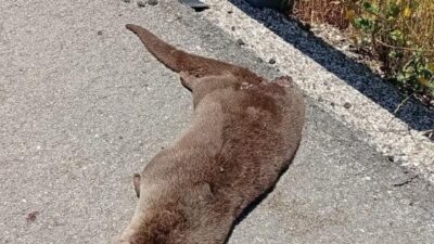 Siverek ilçesine 10 kilometre uzaklıkta bulunan Üstüntaş Mahallesi’nde yol kenarında