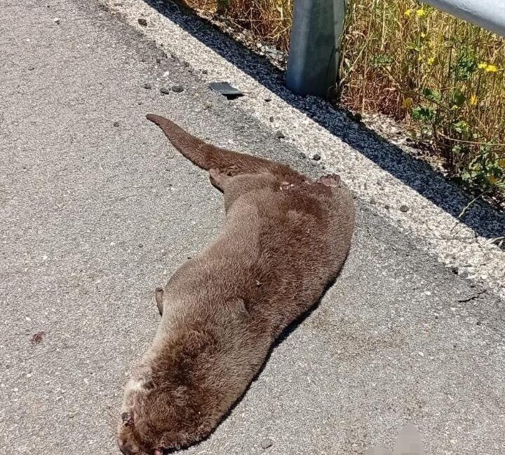Siverek ilçesine 10 kilometre uzaklıkta bulunan Üstüntaş Mahallesi’nde yol kenarında